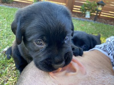 Black Labrador Puppies – 2 left
