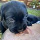 Black Labrador Puppies – 2 left