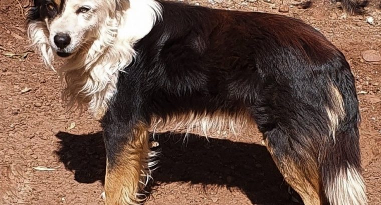 long haired border collie