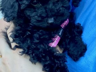 TOTALLY GORGEOUS CAVOODLE Puppy – Female