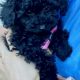 TOTALLY GORGEOUS CAVOODLE Puppy – Female