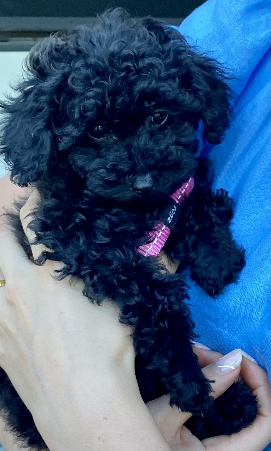 TOTALLY GORGEOUS CAVOODLE Puppy - Female