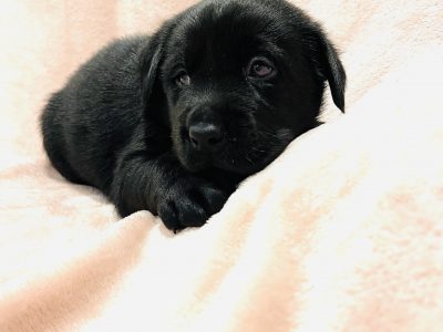 Purebred Labradore Retriever Puppies