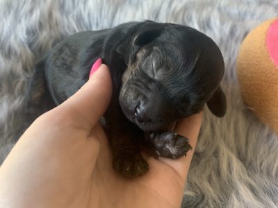 Male Cavoodle puppies ready for Christmas!