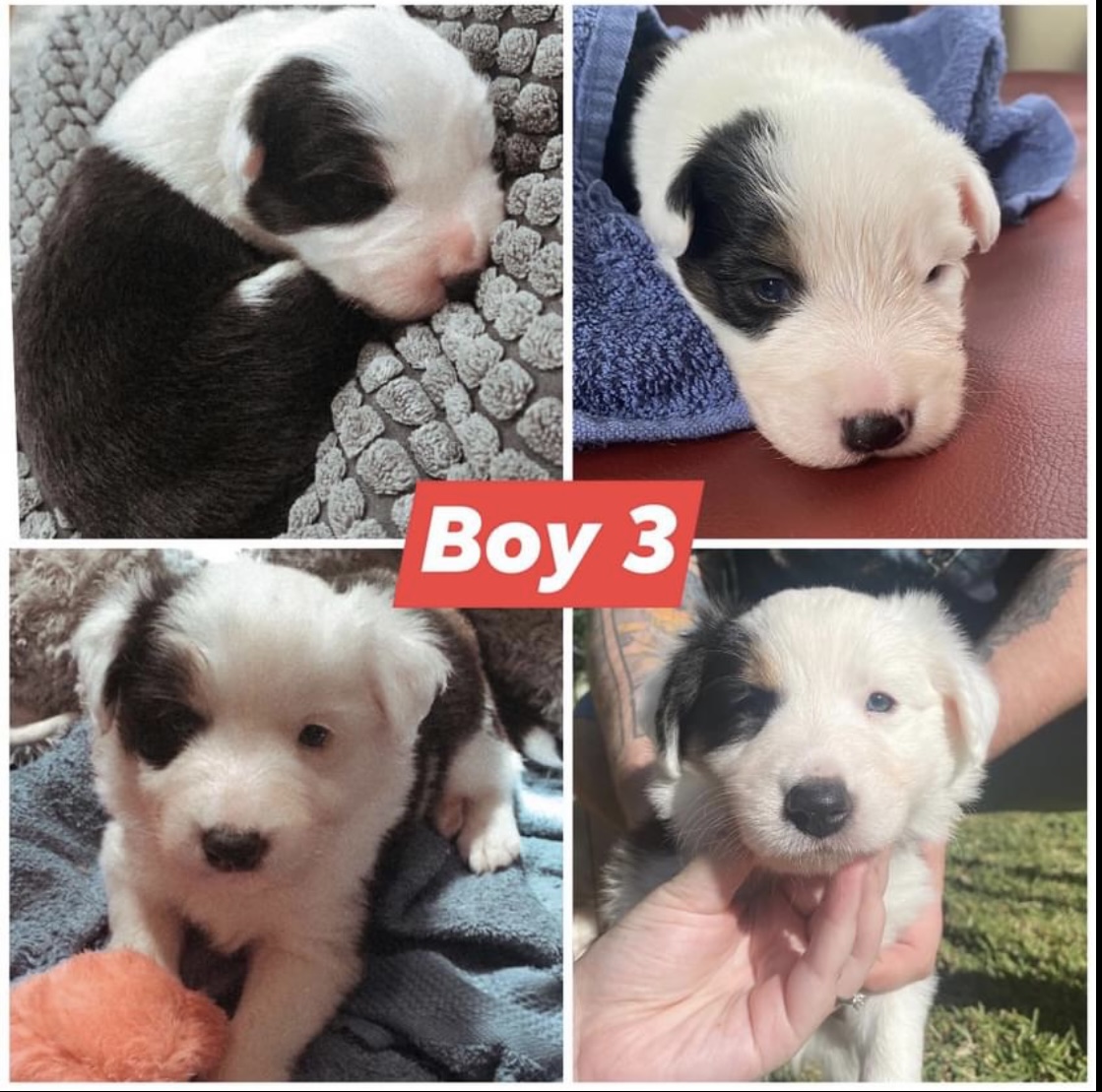 Long Haired Purebred Border Collie Puppies