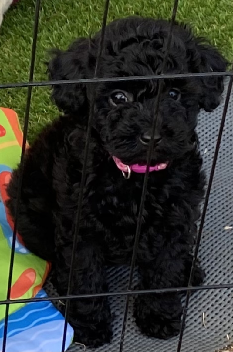 TOTALLY GORGEOUS CAVOODLE Puppy - Female
