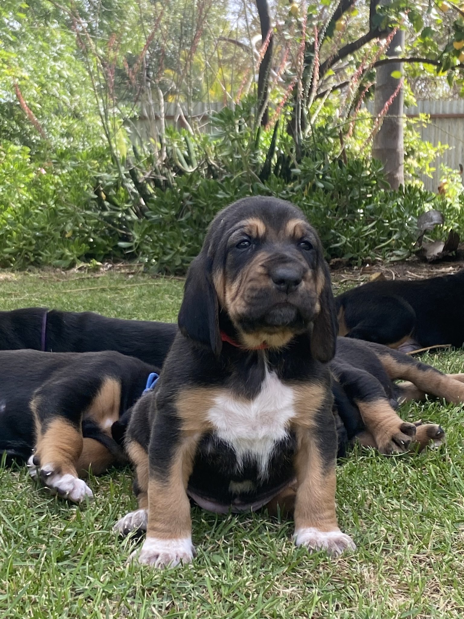 Purebred Bloodhound Puppies For Sale