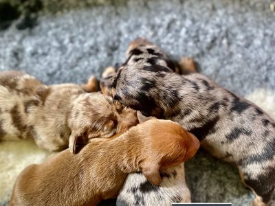 Purebred Miniature Dachshund Puppies