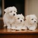 Maltese Shih Tzu puppies
