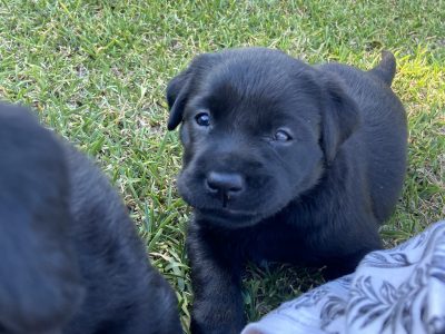 Black Labrador Puppies – 2 left