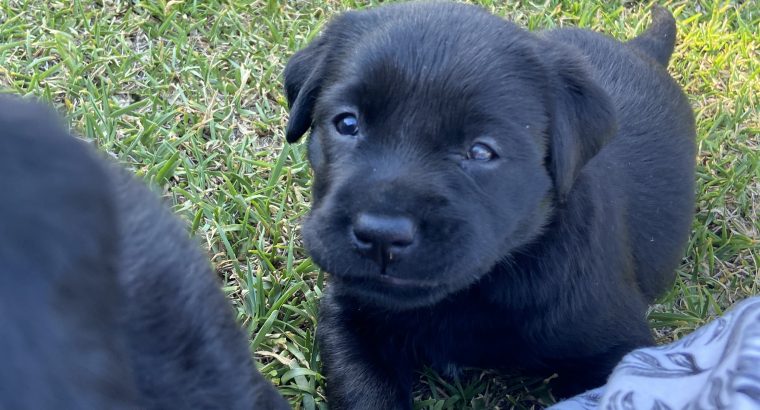 Black Labrador Puppies – 2 left