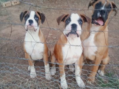 Purebred Boxer Puppies
