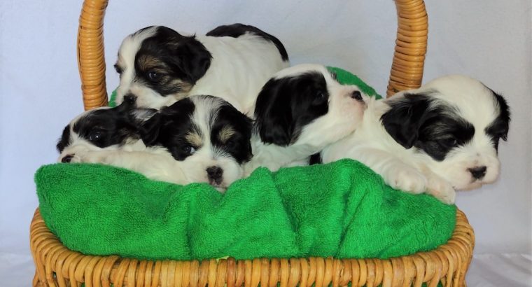 Cute Maltese x puppies