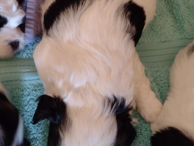 Cute Maltese x puppies