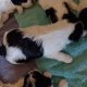 Cute Maltese x puppies