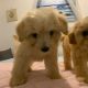 Gorgeous Moodle Puppies