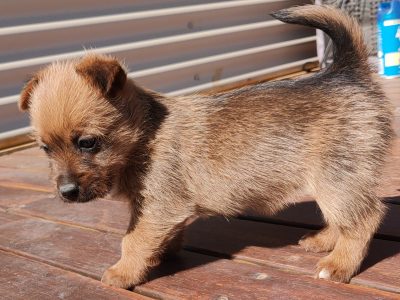 Australian Terrier Puppies