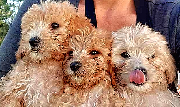 Gorgeous Moodle Puppies