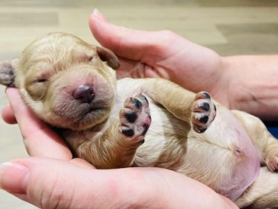 LABRADOODLE PUPPIES AVAILABLE SOON!