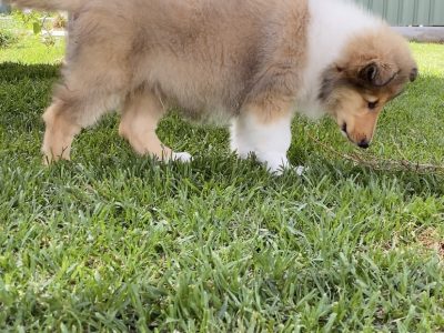 purebred rough collie puppy (like lassie)