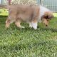 purebred rough collie puppy (like lassie)