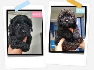 Toy Cavoodle Cross Moodle Puppies