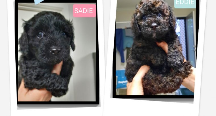 Toy Cavoodle Cross Moodle Puppies