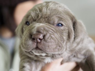 Rare Neapolitan Mastiff Puppies for sale