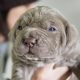 Rare Neapolitan Mastiff Puppies for sale