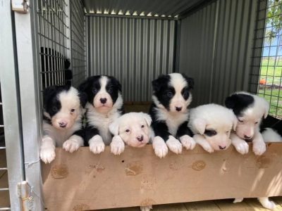 Border Collie Puppies