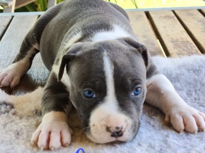 AMERICAN STAFFY PUPPIES