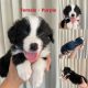 Purebred Long-Hair Border Collie Puppies