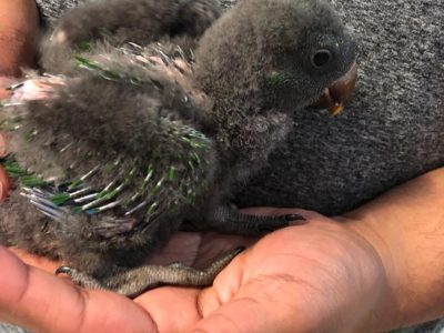 Baby ECLECTUS Parrots – males and females availabl