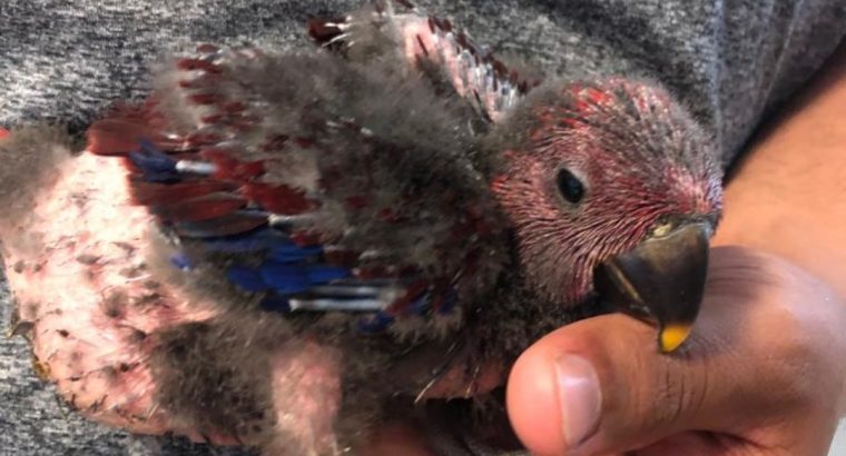Baby ECLECTUS Parrots – males and females availabl