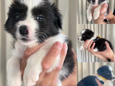 Purebred Long-Hair Border Collie Puppies