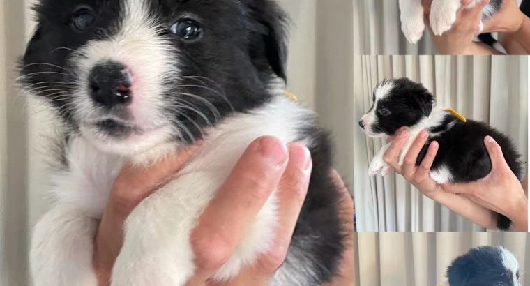 Purebred Long-Hair Border Collie Puppies