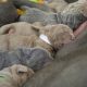 Rare Neapolitan Mastiff Puppies for sale