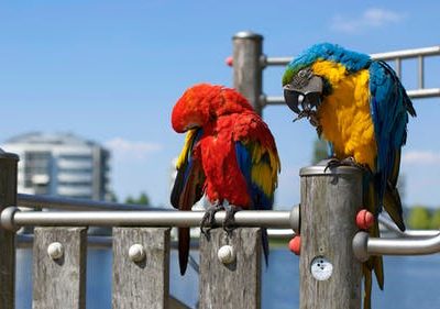 Top 20 Bird Shops in Western Australia