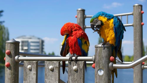 Top 20 Bird Shops in Western Australia