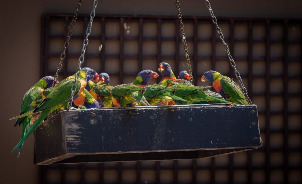Top 20 Bird Shops in South Australia