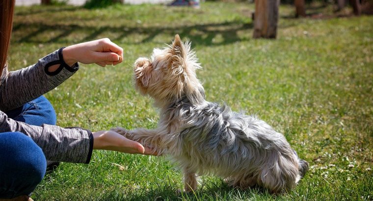 3 Ways to Encourage Positive Behaviour in a New Pup
