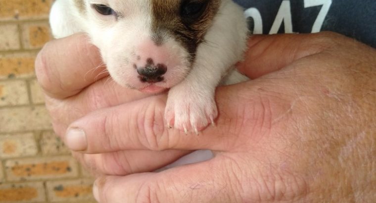 4 chihuahua puppies for sale