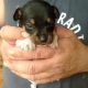 4 chihuahua puppies for sale