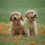 pair of labrador puppies
