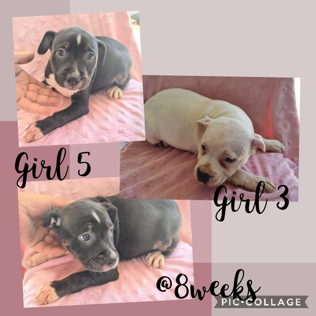 Purebred American Staffy puppies - READY TO GO NOW