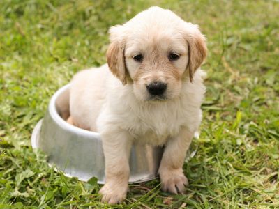 3 Behaviours to Watch Out For in a New Puppy