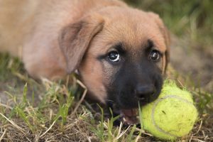 puppy chewing ball