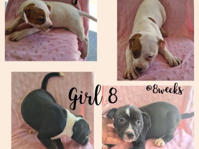 Purebred American Staffy puppies – READY TO GO NOW