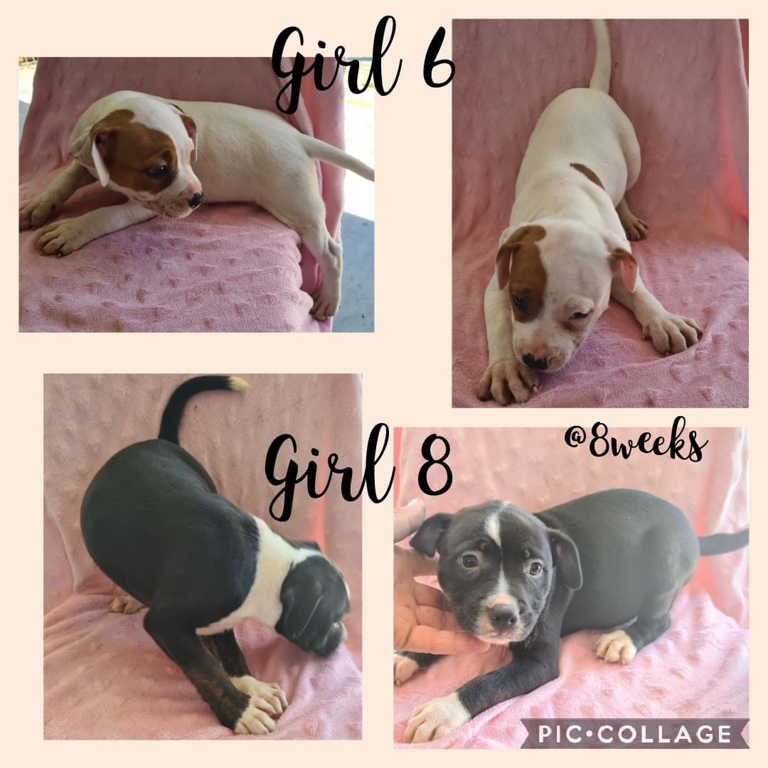 Purebred American Staffy puppies - READY TO GO NOW