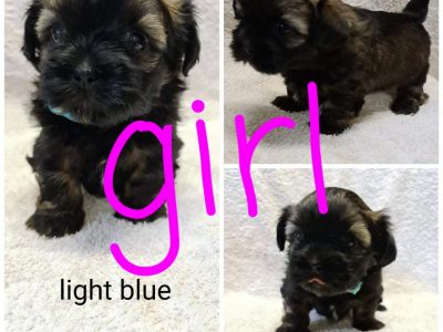 Maltese X Shih tzu puppies